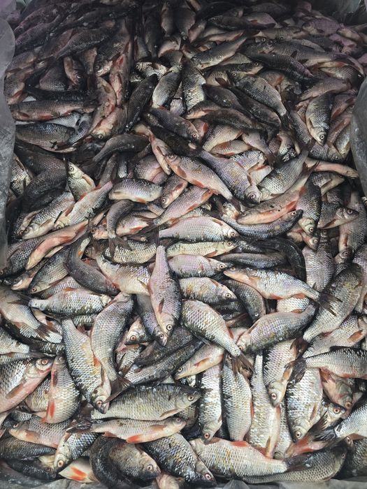 Чебак, плотва, сарога, ОПТОМ !!!