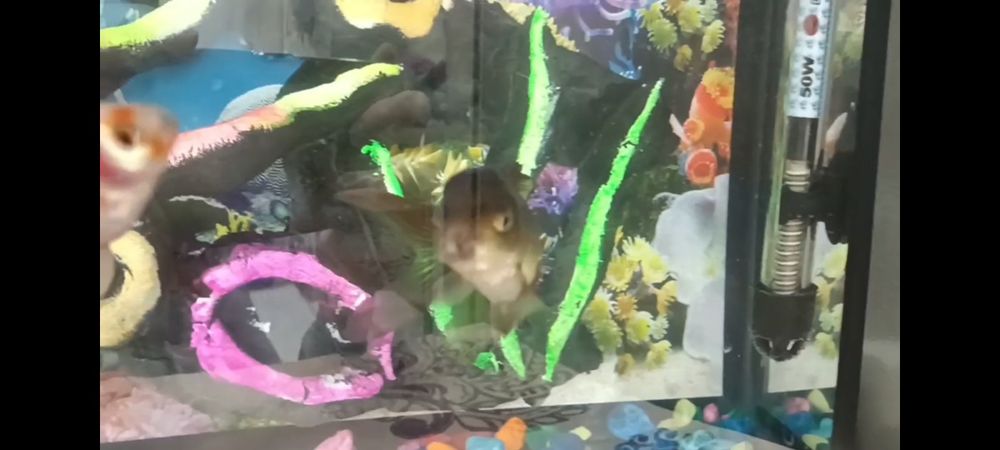 Akvarium filts svetelnik termometr suv isitgich