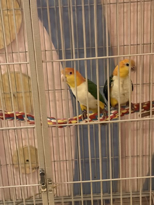 Vand papgali caigue persche