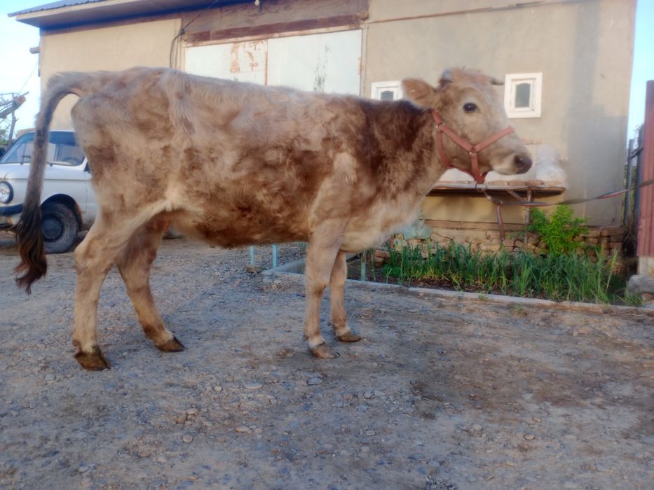 Sigir boqilgan  go‘shtga tayyor