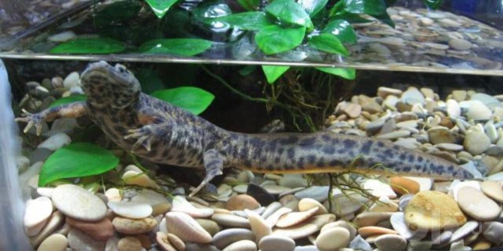 Akvaryum baliqlari triton