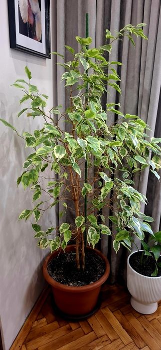 Фикус Бенджамин със саксия