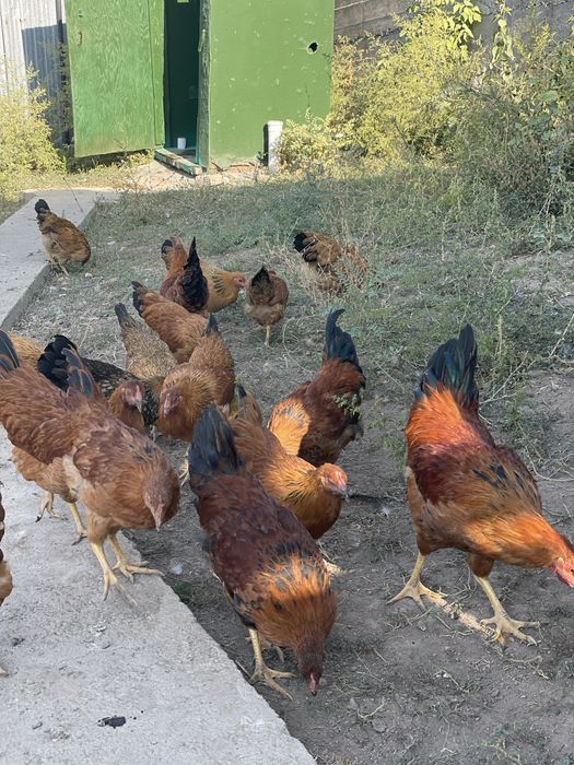 Продам кур кученских юбилейных