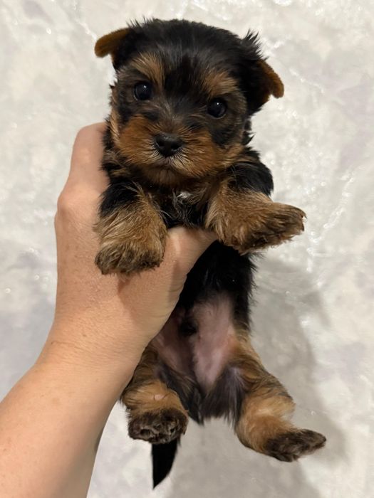 Йоркширские терьеры мальчики