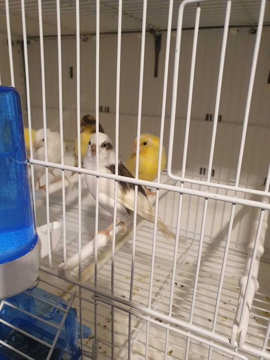 Canari Orpheus x Slavujar 2026