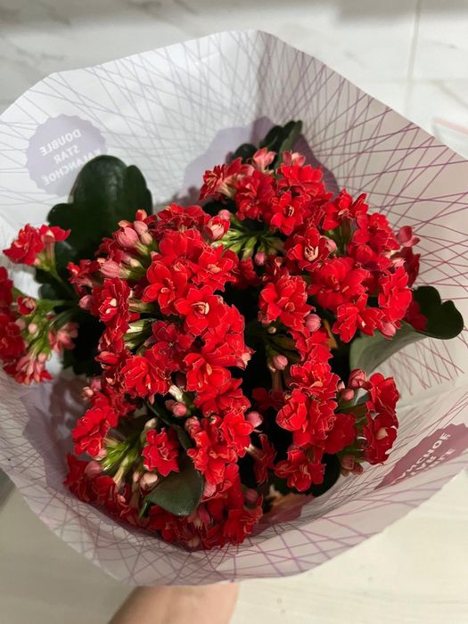 Комнатные растения