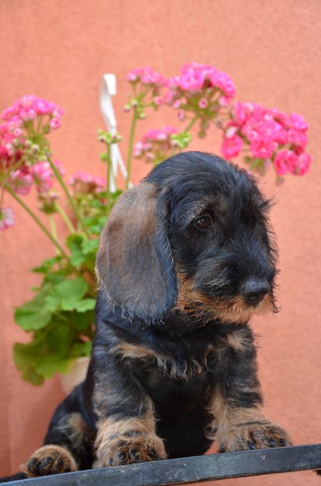 mascul de teckel sarmos standard cu Pedigree A, la 2.5 luni