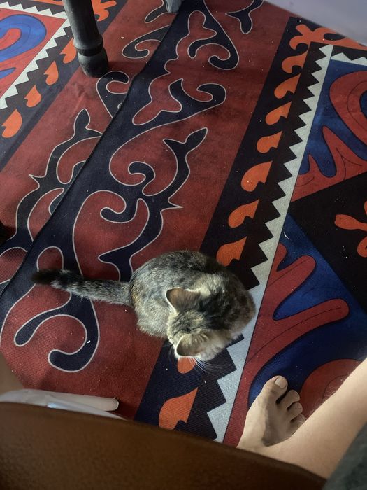 Кот мысық котенок