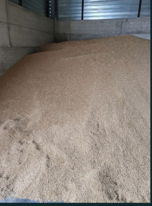 Porumb și grâu de vânzare