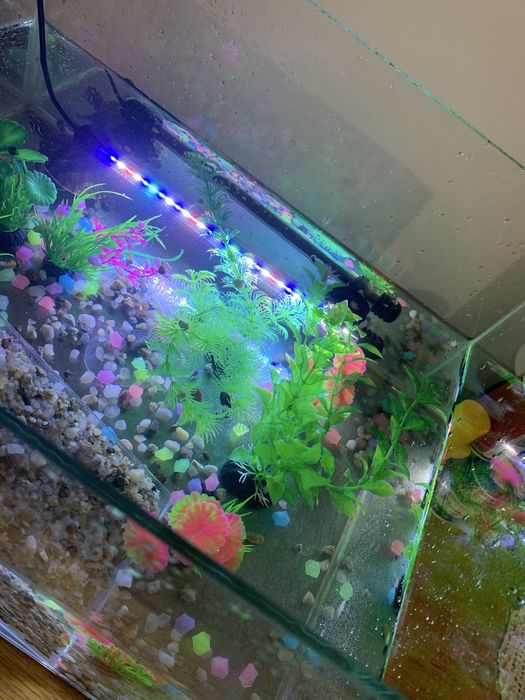 Acvariu pentru testoasa  tot cu  broscuță