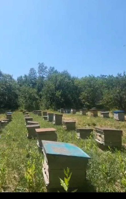 Продам горный натуральный мед