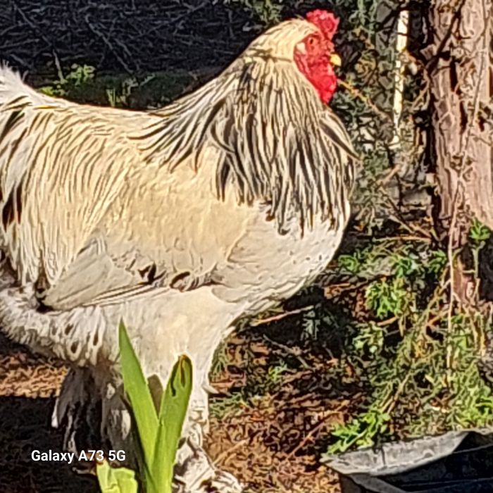 Брама хороз  ыа товукла светлый