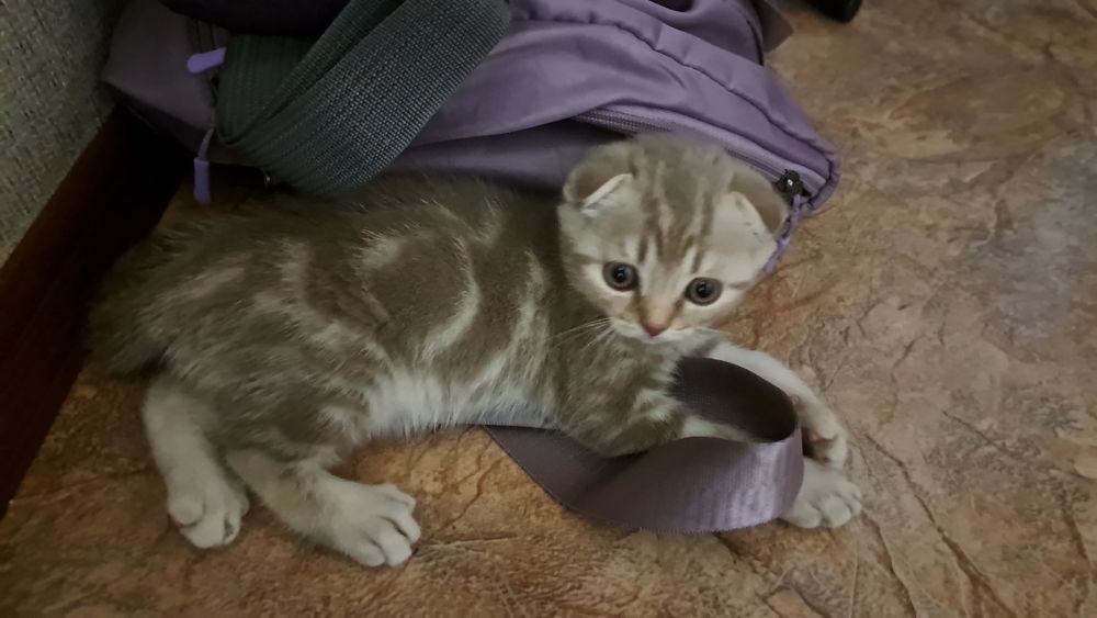 Продам  шотландского котенка