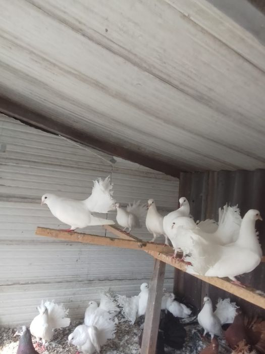 Продам голубей павлинов