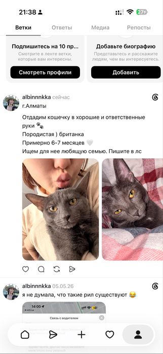 Кошка 7-8 месяцев