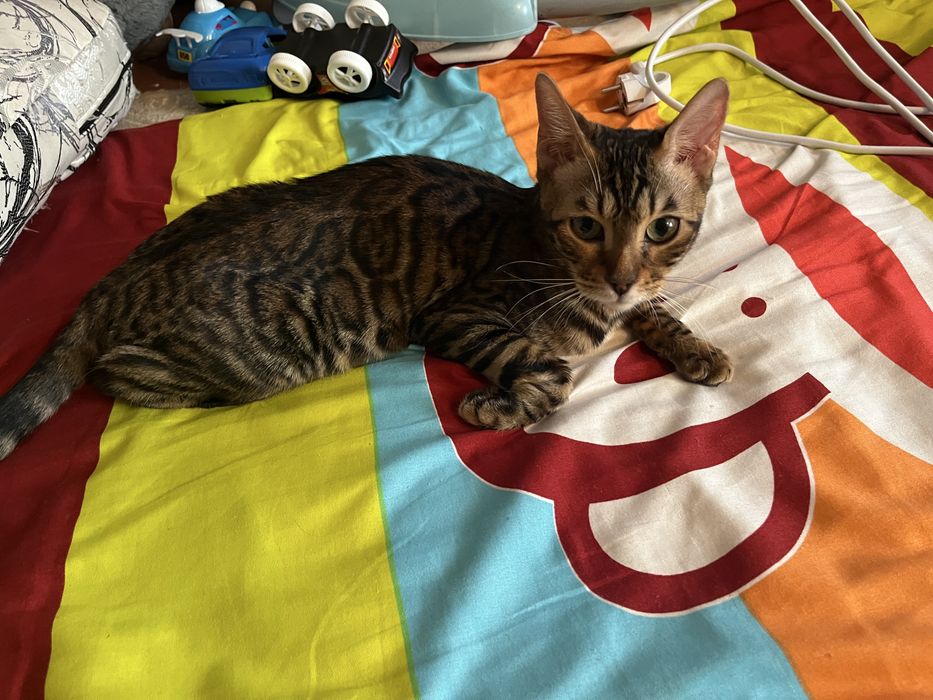 Вязка бенгалка бесплатно