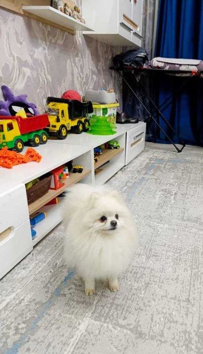 Отдадим шпица в добрые руки