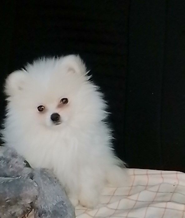 Памеранский Шпиц срочно