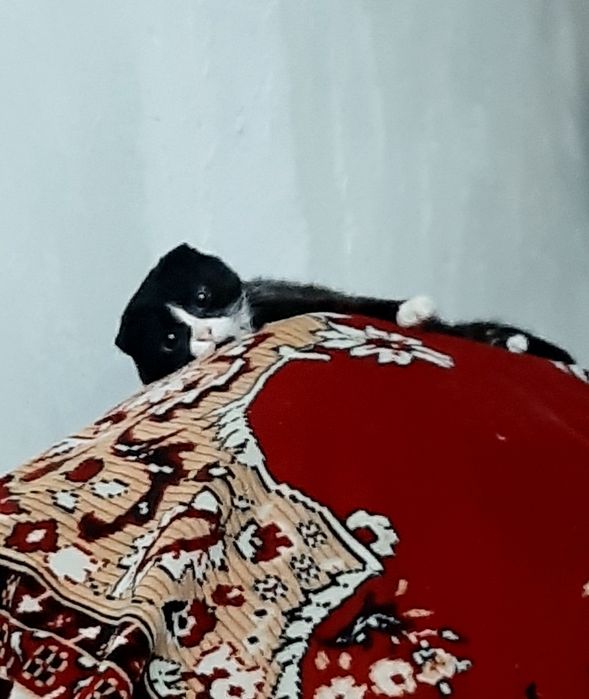 Котенок-подросток Скотиш фолд