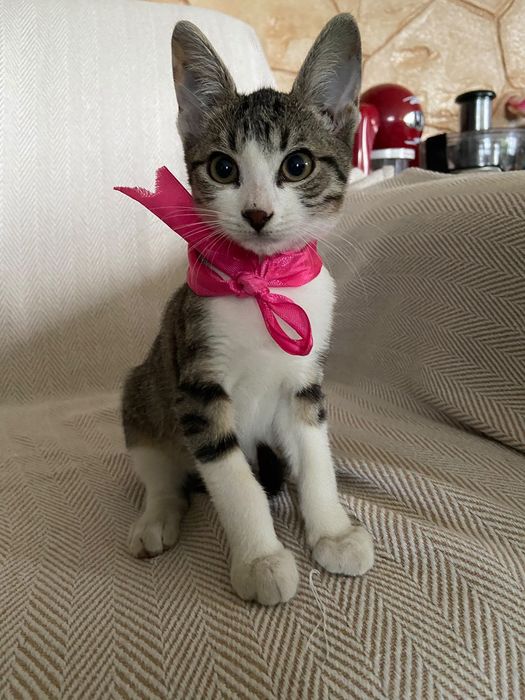 Pisic spre adopție
