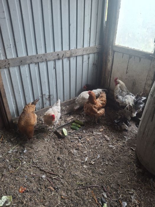 Продам куры, петух