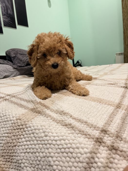 Мини пудел мъжки