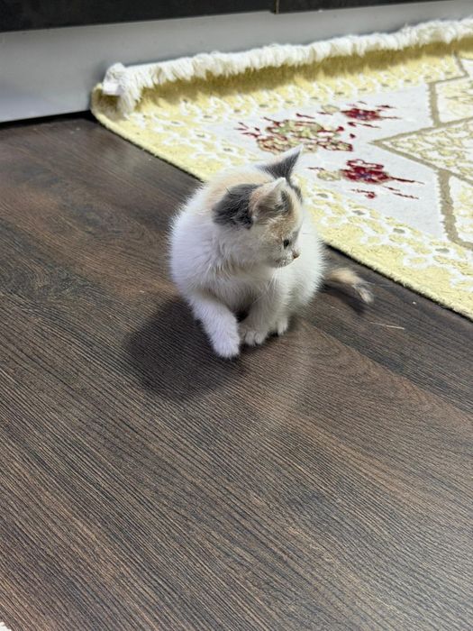Котёнок приучен к латку