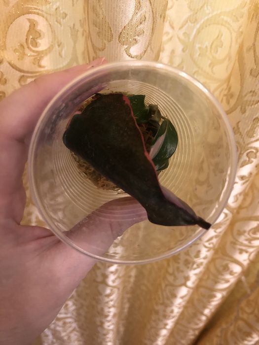 Филодендрон Pink Princess