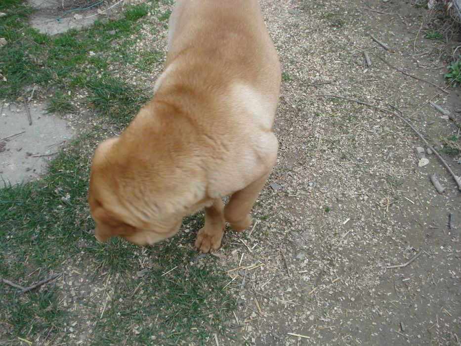 Donez caine SHARP PEI