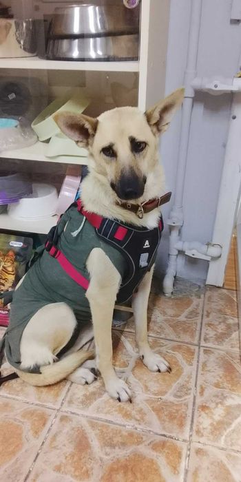 Собакам нужен дом! Срочно!