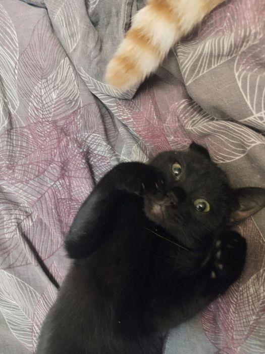 Стерилизованная кошечка