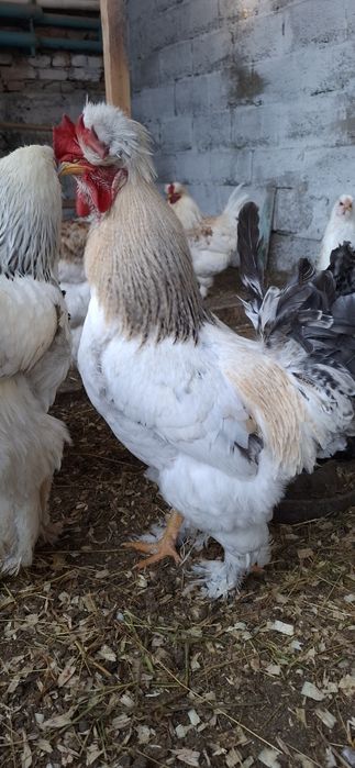 Куры брамы светлые и темные