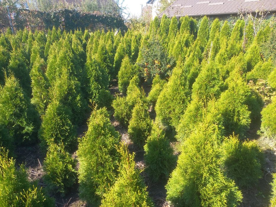 Tuia smaragd de vânzare