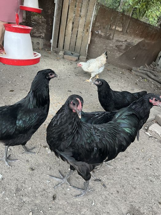 Cocosi australorp