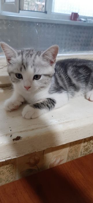 Продается ,Котенок мальчик Скотишь Страйт