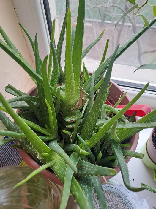 Продам Алое  1500