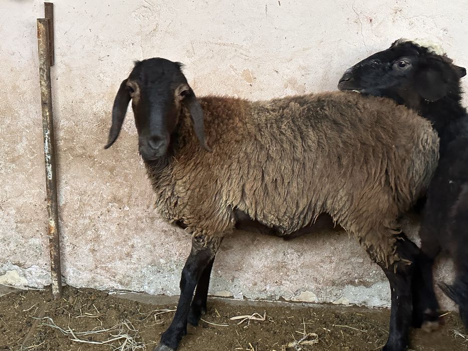 Мода куй сотилади 3.5 милионга 2,7 милион