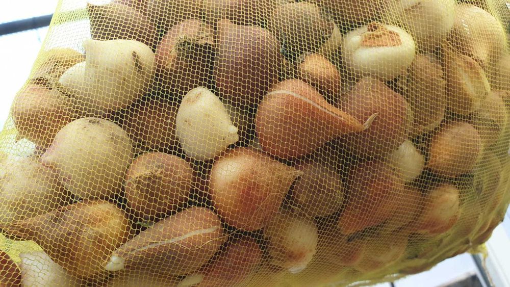 Bulbi lalele mix, calitate superioară, pregătiți de plantare