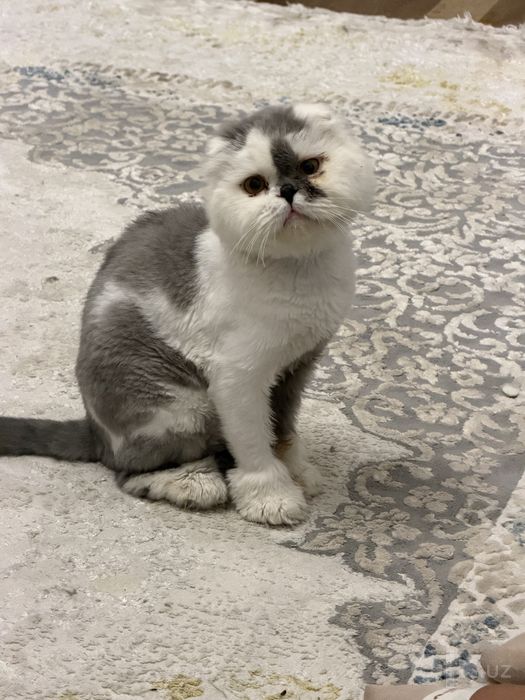 Персидская кошка