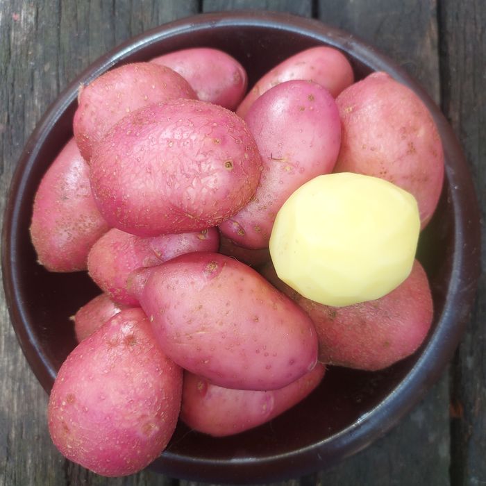 Cartofi consum soiul Alouette