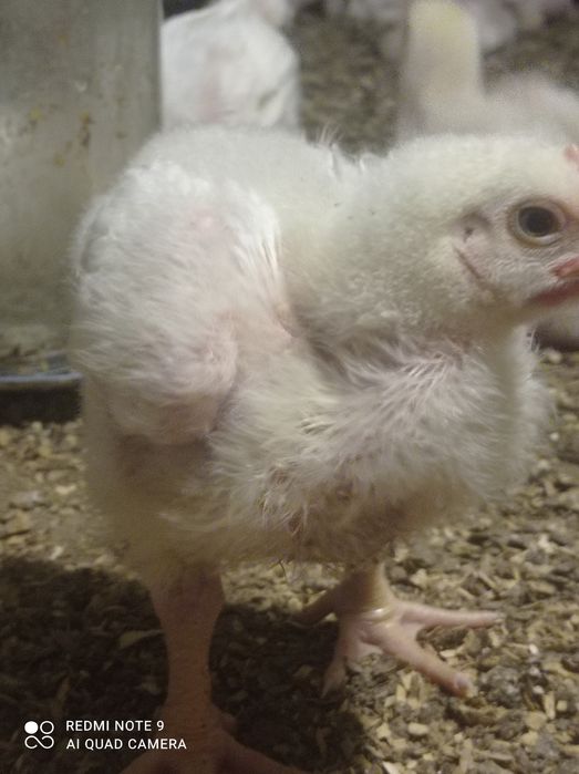 Бройлер подрощеный