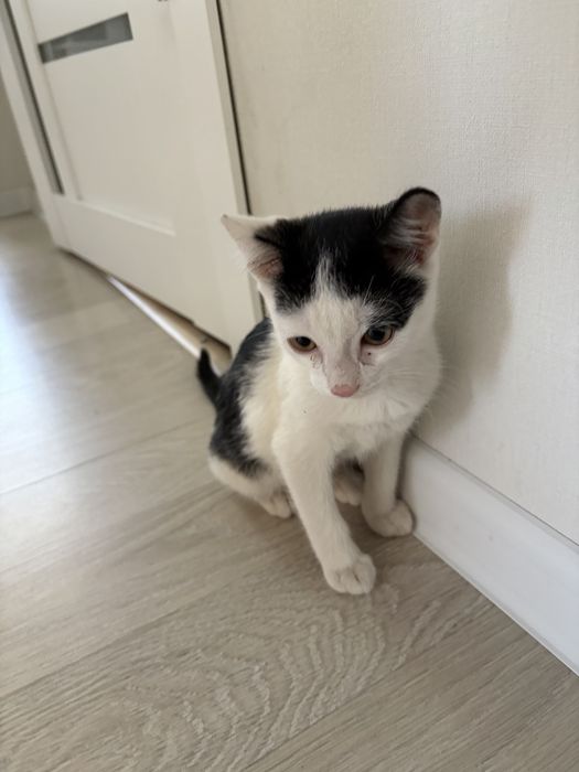 котенок 2 месяца
