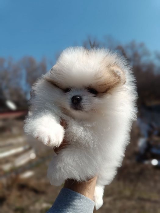 Красивые щенки Шпицев ттт