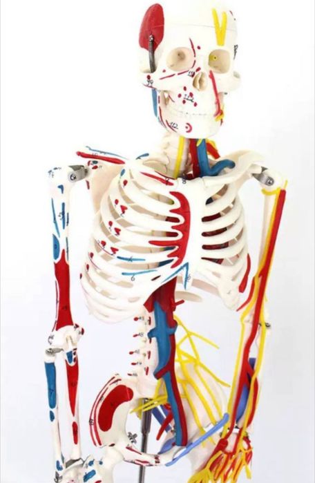 Скелет анатомический 85 см.Skelet anatomik 85 cm.
