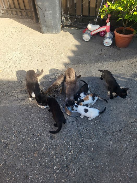 Donez pui de pisică