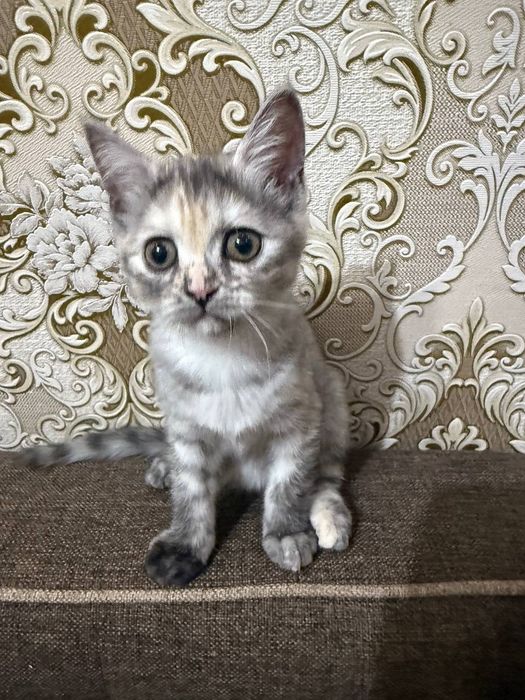Котята  игривые в добрые руки