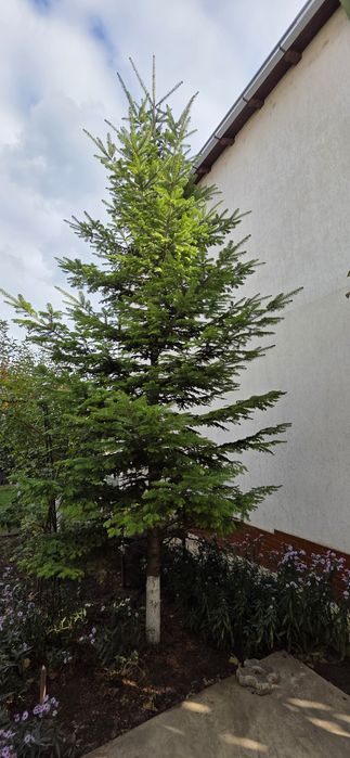 Brad verde natural 6-7 metri înălțime