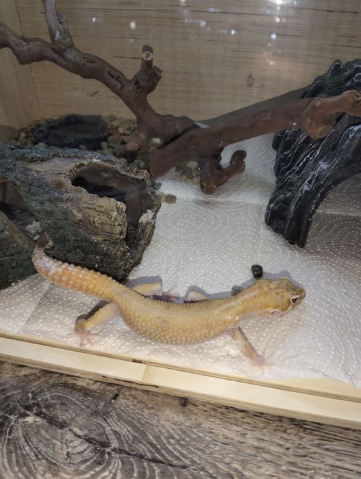 Продаю эублефары (пятнистые гекконы)