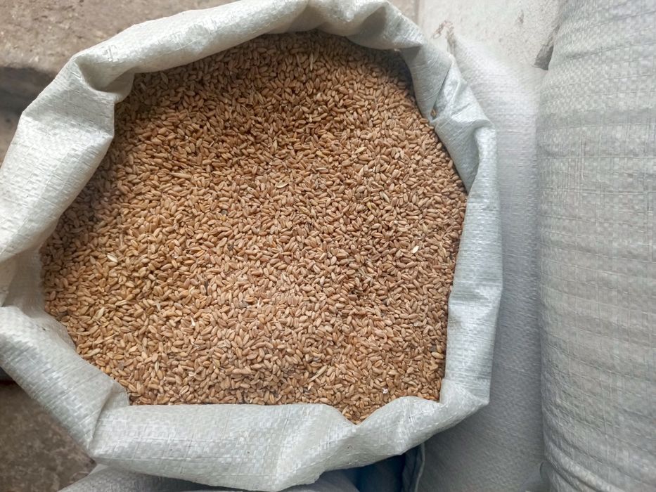 Бидай /Пщеница 45кг