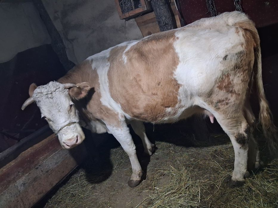 Vand vaca de 5 ani